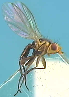 Phytomyza flavicornis